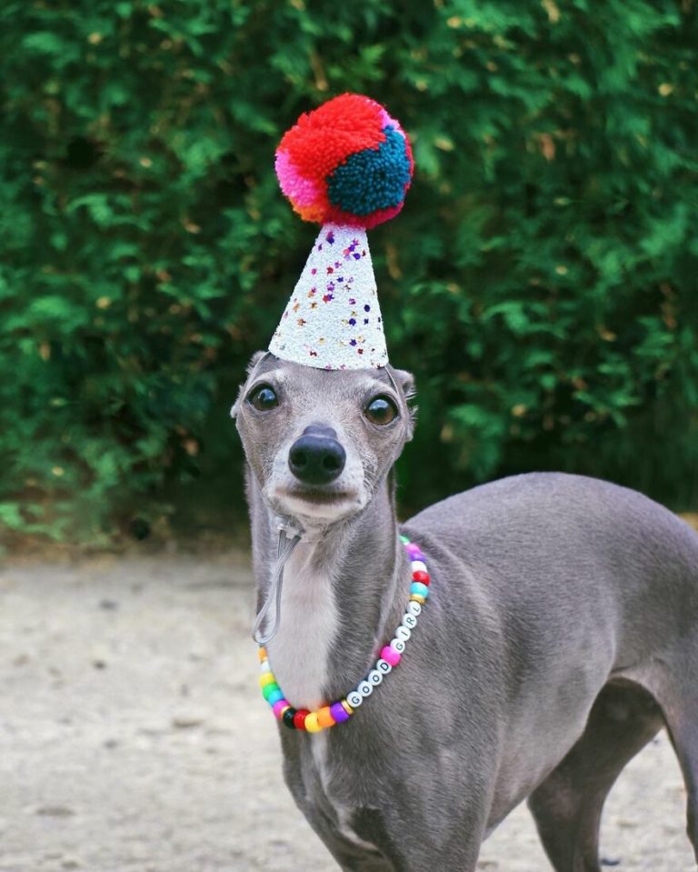 Sassy Italian Greyhound Dresses In Fashionable Outfits To Keep Warm