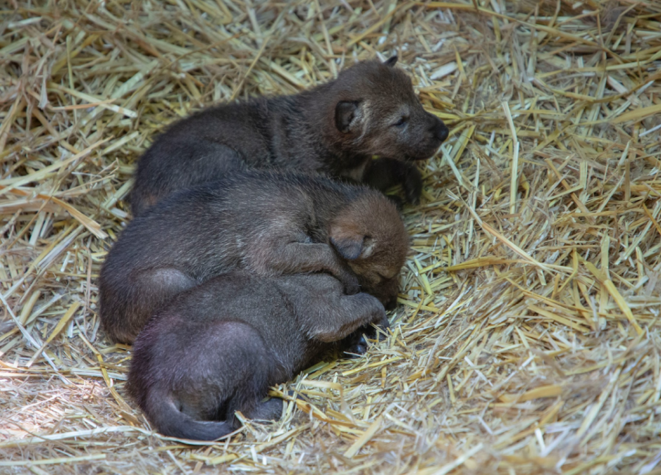 12 Critically Endangered Red Wolf Pups Born in North Carolina Zoo OC