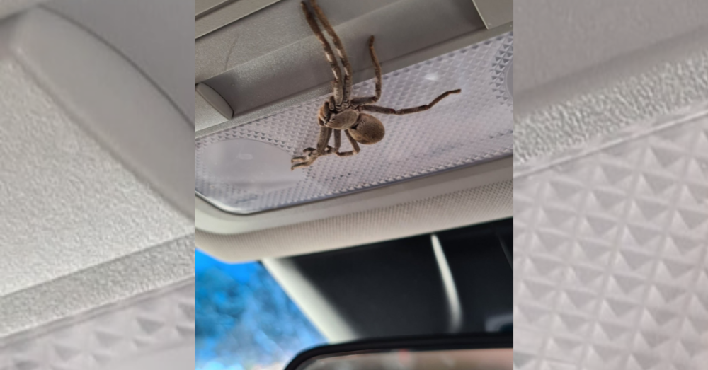 Woman Finds Giant Huntsman Spider In Her Car While Speeding OC Shelter Pets
