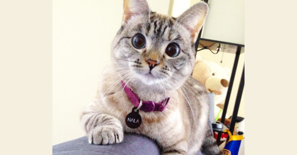 Nala Is Officially The World’s Most Popular Cat