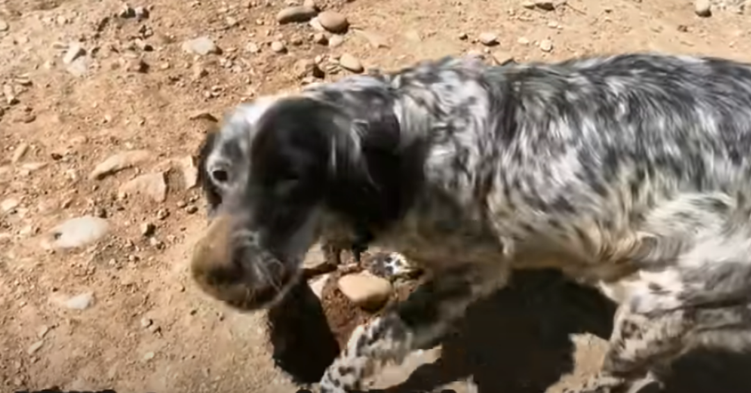 landscape 2021 05 30T224736.728 - Dog Struggles To Feed Her Puppies After Being Abandoned