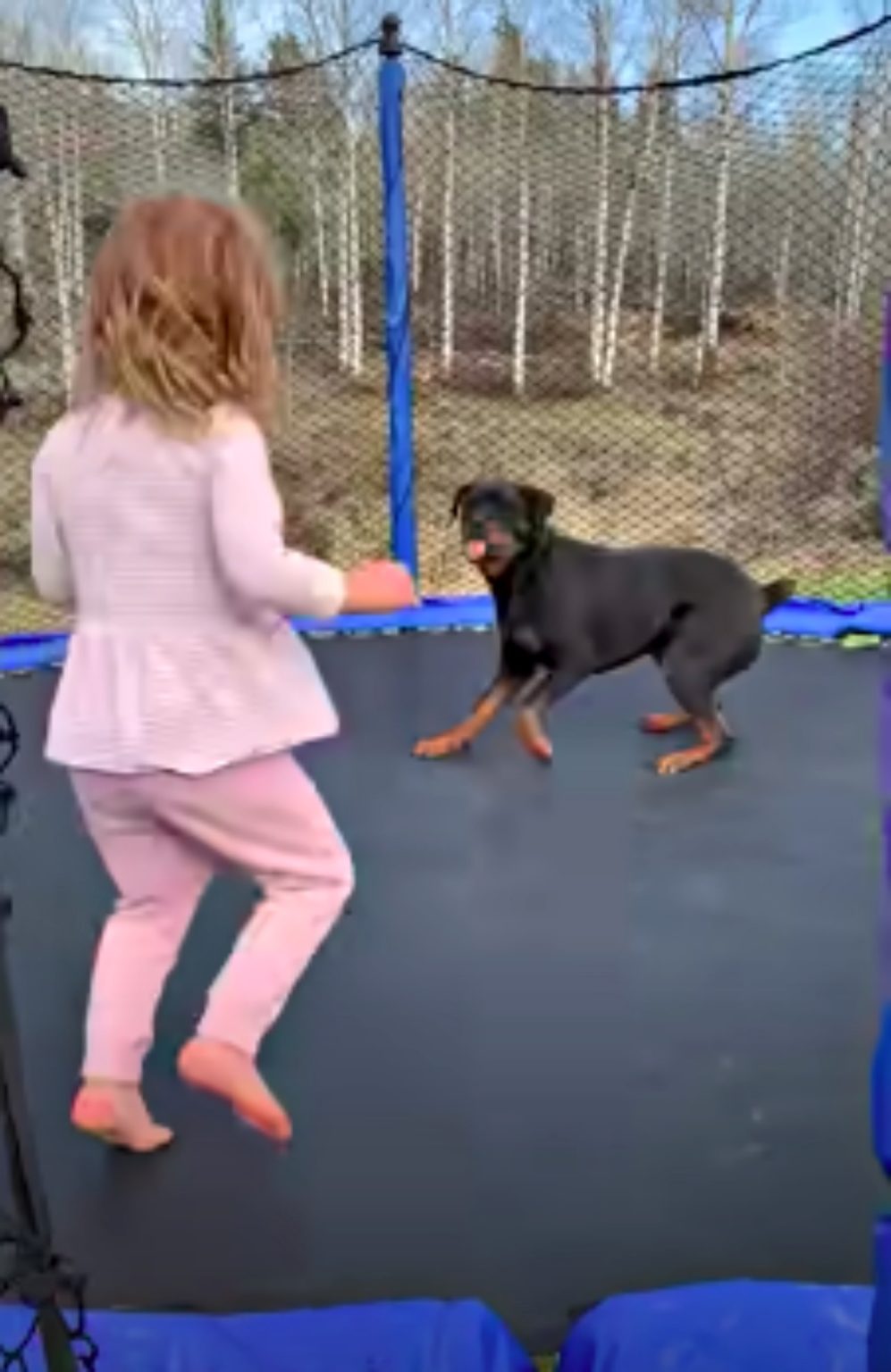 Toddler And Dog Have A Blast Jumping Together On Trampoline OC