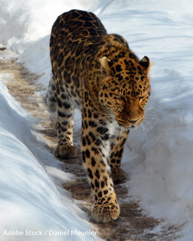 Join The Fight To Save The Rarest Leopard In The World