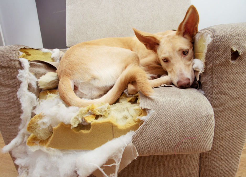 Why Is My Dog Destructive Chewing