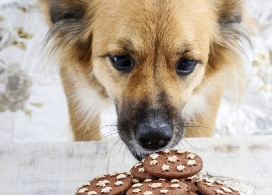 How To Make a Dog Throw Up The Animal Rescue Site News