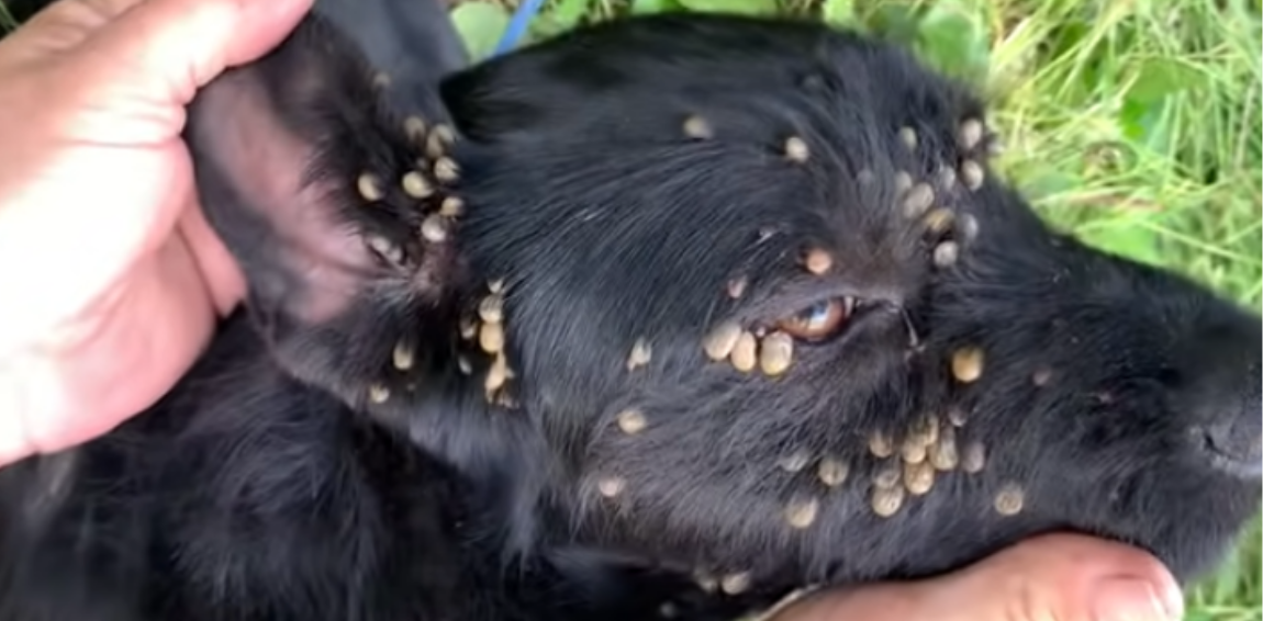 Dog Covered In Ticks And Left Tied To A Post Gets A New Chance At Life
