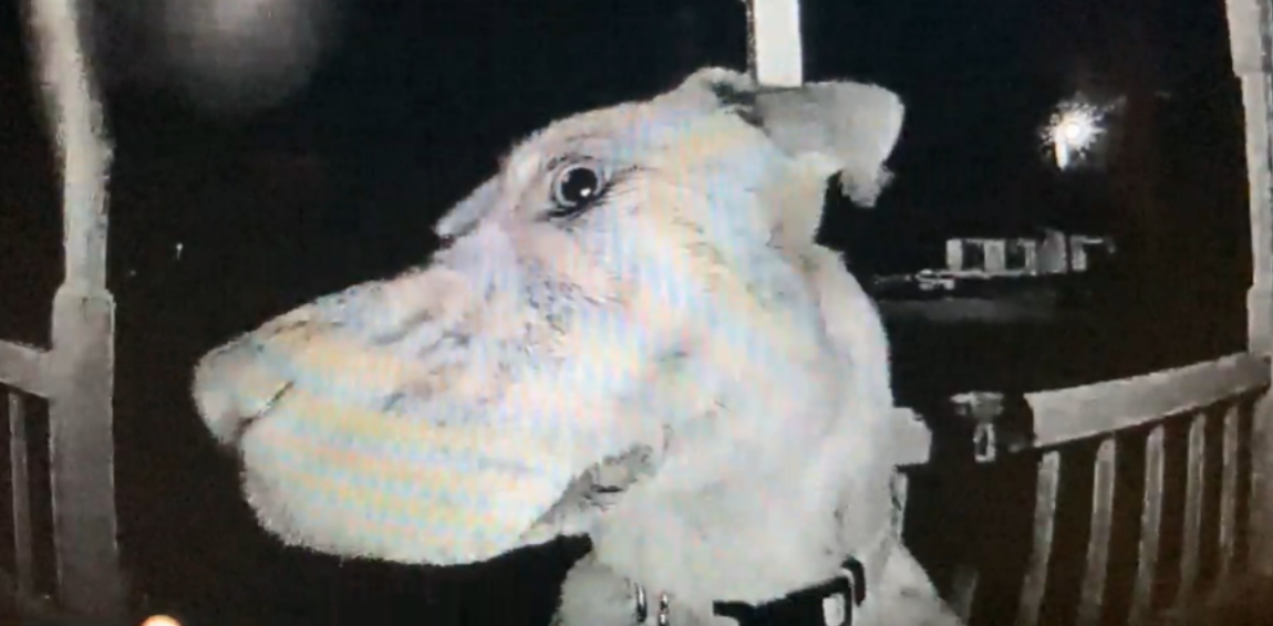 Dog Rings Doorbell Shelter at Michele Arndt blog