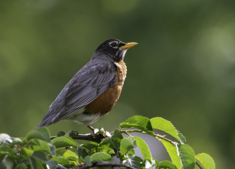 State Animals of the Midwestern United States - The Rainforest Site News