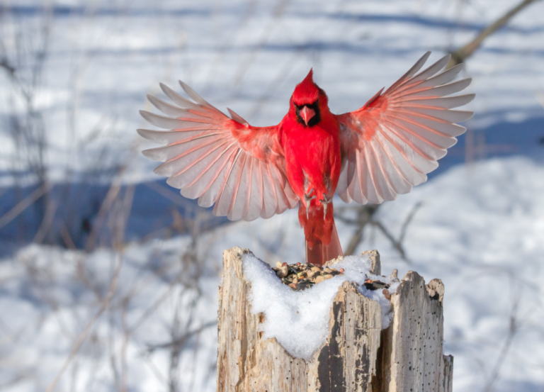 State Animals of the Midwestern United States - The Rainforest Site News