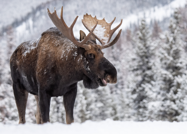 State Animals of the Northeastern United States The Rainforest Site News