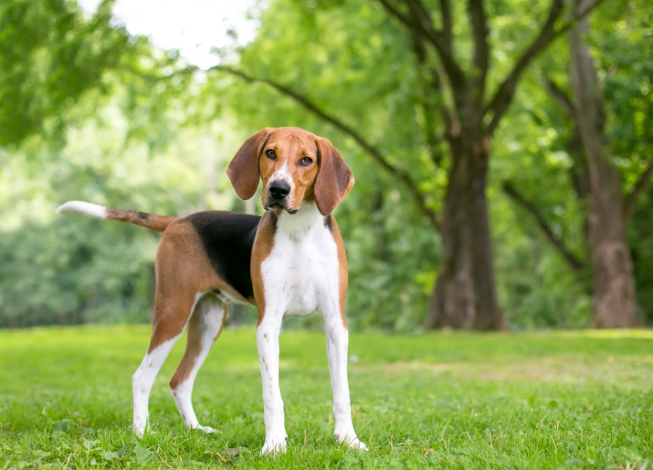 State Animals of the Southern United States The Rainforest Site News