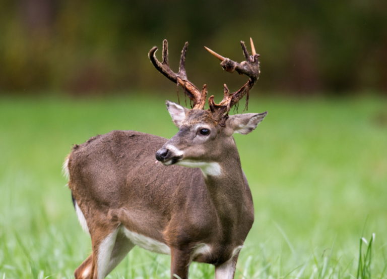 State Animals of the Southern United States - The Rainforest Site News
