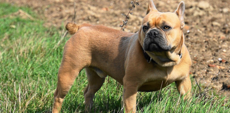 Dog Owner Issues Warning After Her French Bulldog Experienced A Fatal Heatstroke - The Animal Dog Owner Issues Warning After Her French Bulldog Experienced A Fatal Heatstroke - The Animal