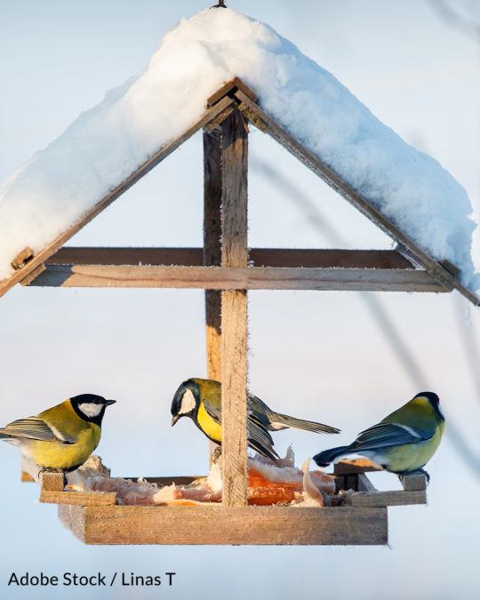How Backyard Bird Watchers Can Protect Songbirds From A Mysterious