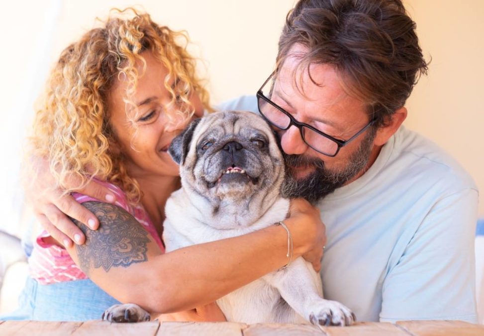 Adopting an Older Dog What You Need to Know The Animal Rescue Site News