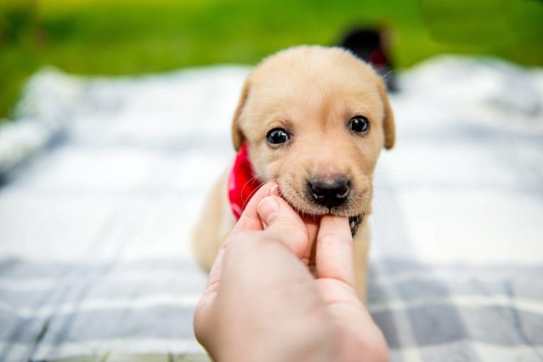 How to Discipline a Puppy Without Being Mean The Animal Rescue Site News