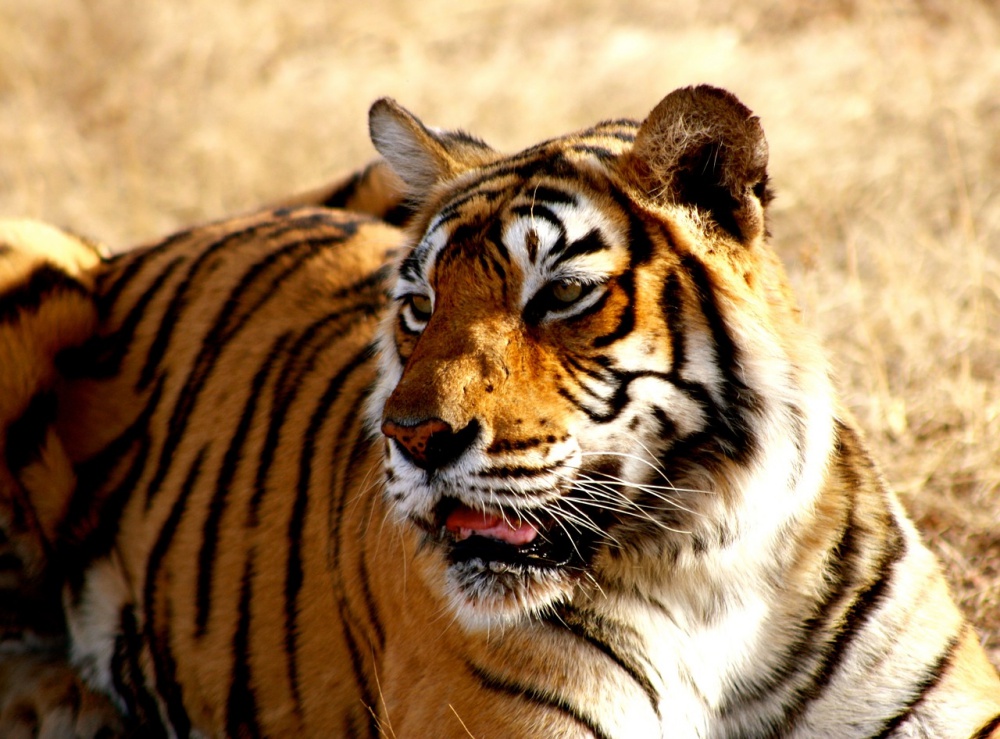 three sumatran tigers killed 4 - Endangered Female Sumatran Tiger And Her Two Cubs Found Dead In Indonesian Conservation Area