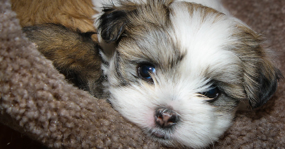 1200x628 template 2021 09 24T092750.525 - Stray Puppy Leads Rescuers To His Sibling In Abandoned Building