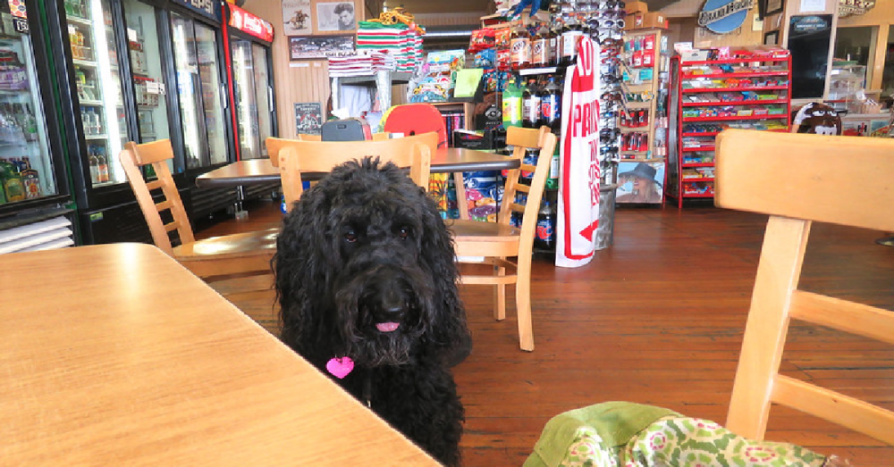 These Six US States Allow Dogs In Restaurants The Animal Rescue Site News