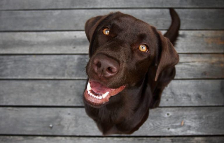 Adopting A Rescue Dog The 3 3 3 Rule The Animal Rescue Site News