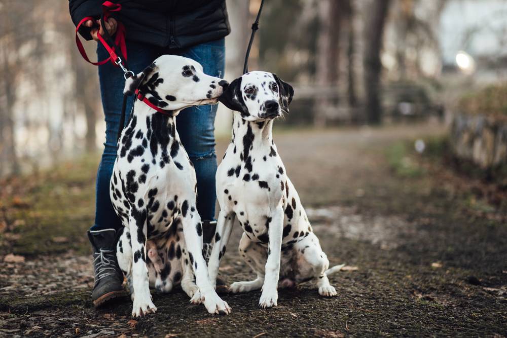 Two Dalmatians out on a walk