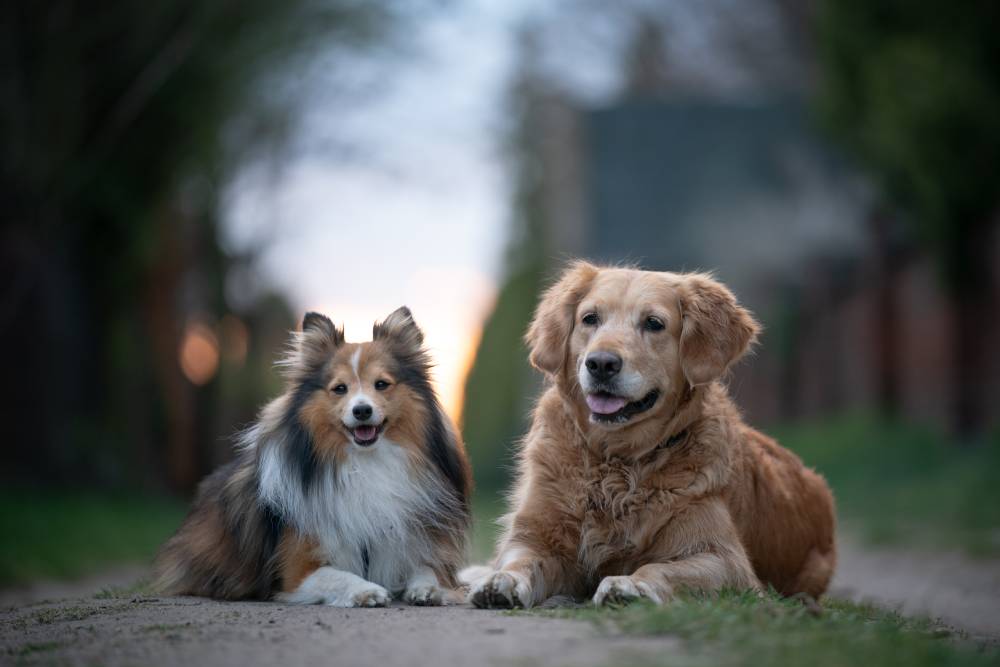 Two dogs laying on path at sunset