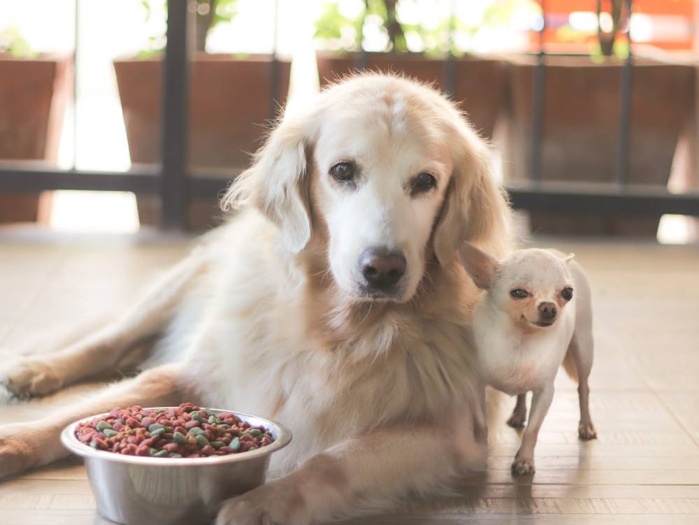 Two dogs enjoying breakfast