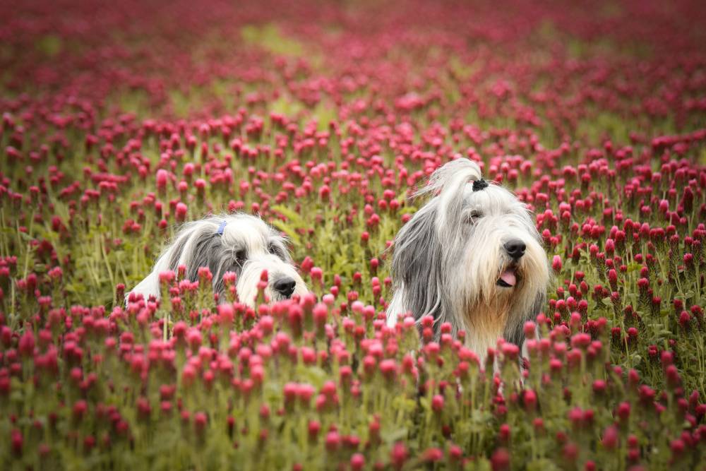 Two dogs in flowery field