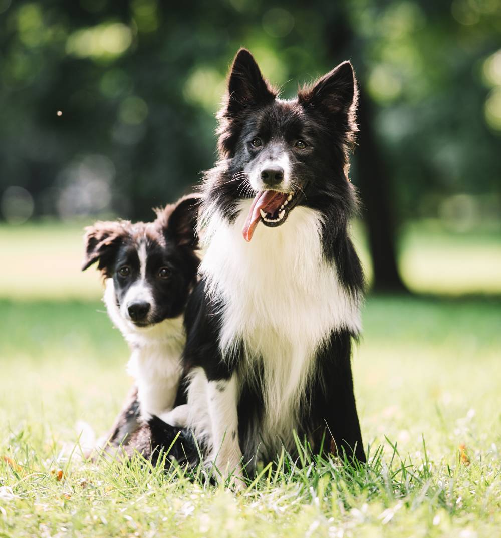 Two dogs in park