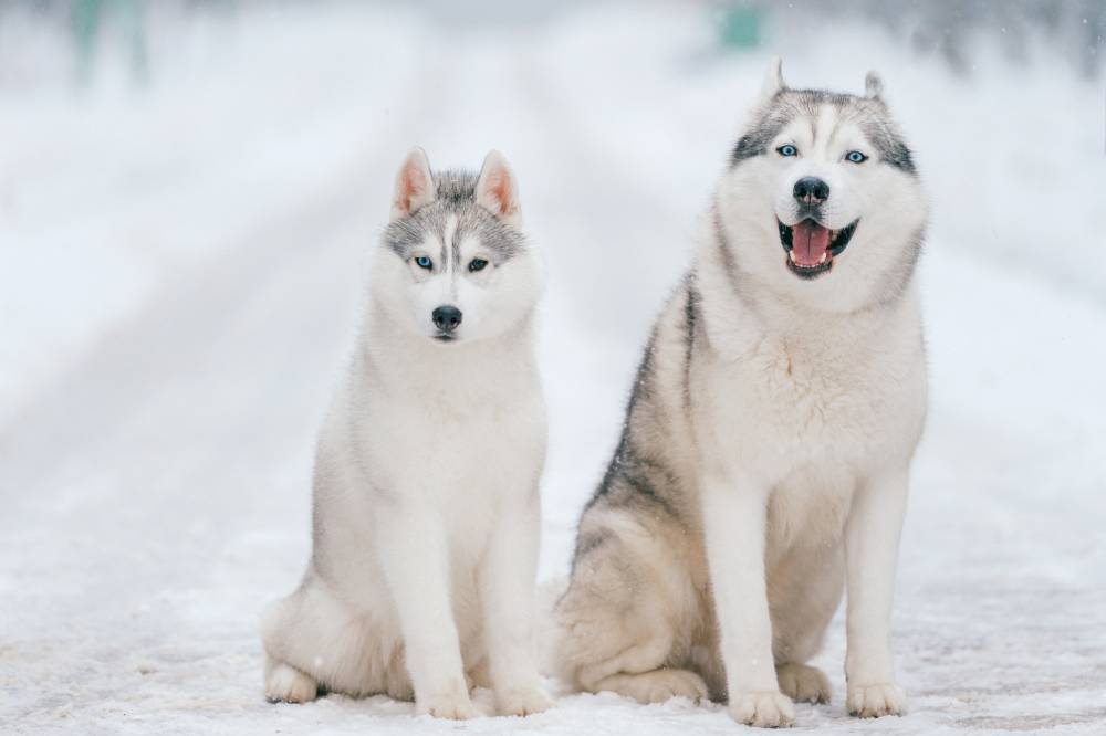 Two dogs out in the snow