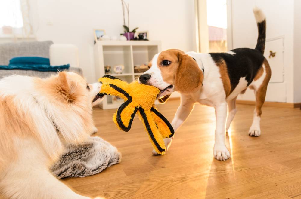 Two dogs playing tug of war