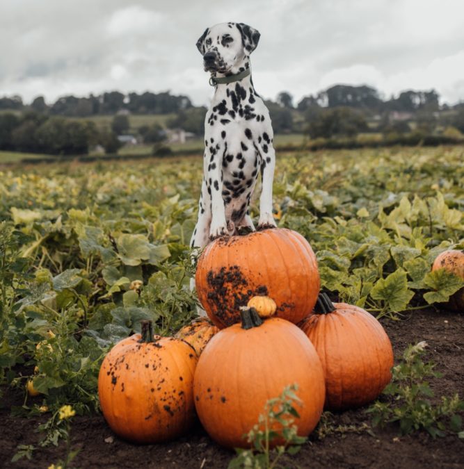 40 HalloweenInspired Cat & Dog Names The Animal Rescue Site News