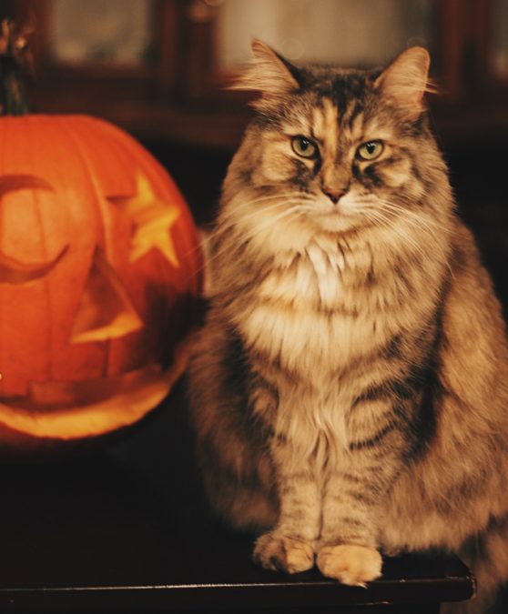 40 HalloweenInspired Cat & Dog Names The Animal Rescue Site News
