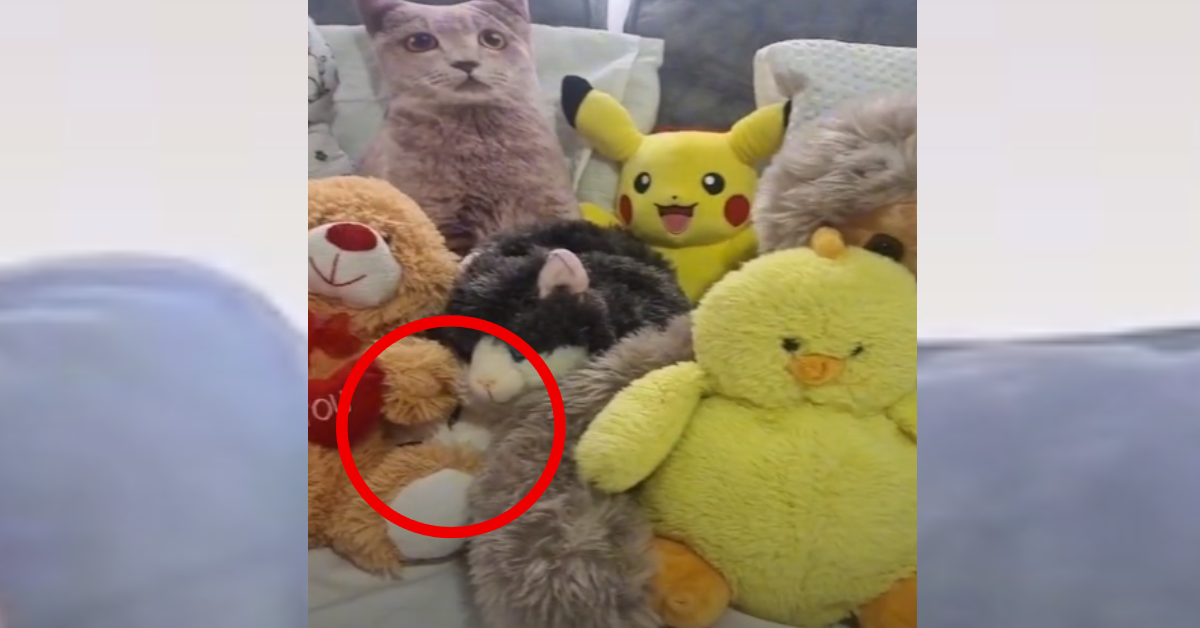 Can You Spot The Cat Hiding Among The Stuffed Animals? The Animal