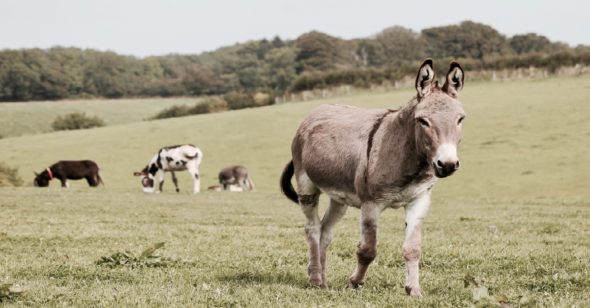 Magazine - For The Love Of Animals