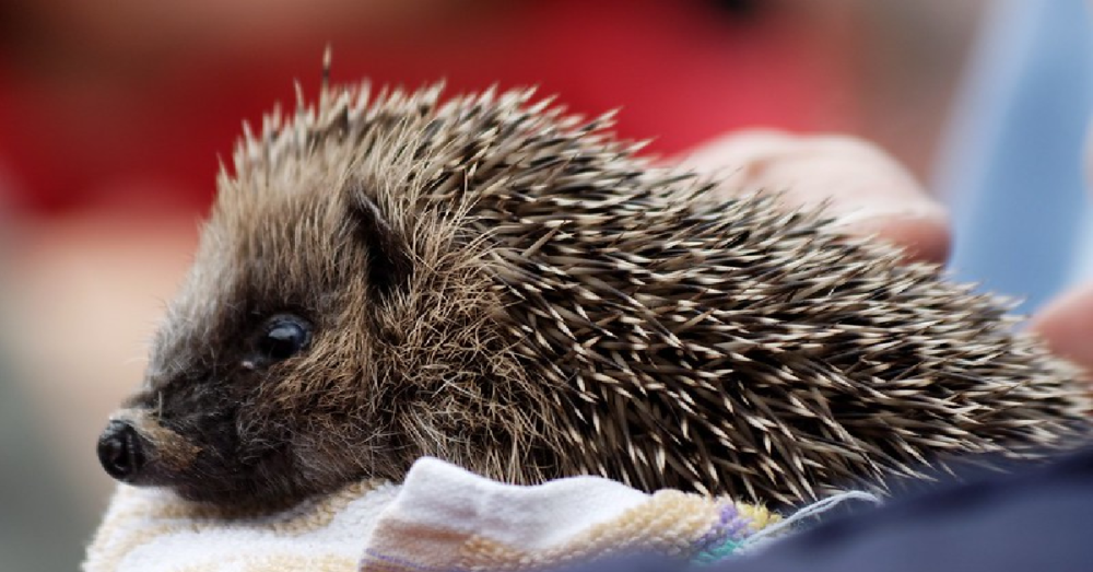 Sweet Cat Adopts Litter Of Orphaned Hedgehogs OC Shelter Pets