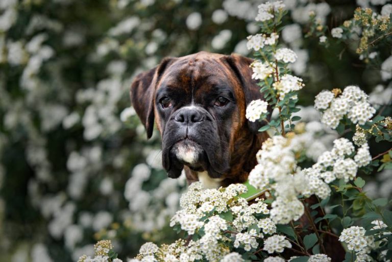 10 Dog Breeds That Don't Do Well in Cold Weather The Animal Rescue