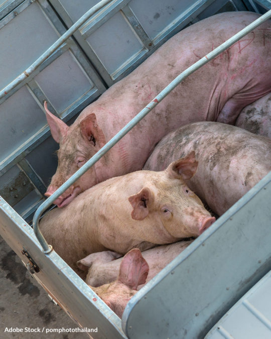 Sows Spend Their Lives In Gestation Crates Before Going To Slaughter