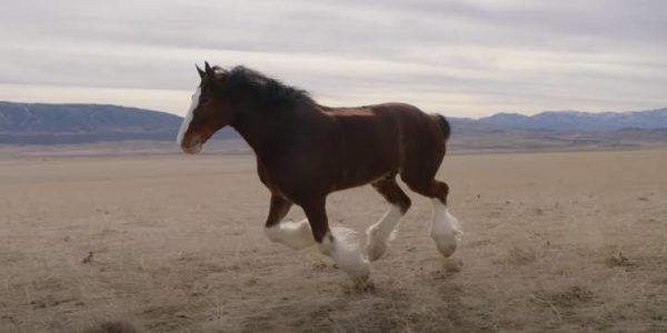 Budweiser's 2022 Super Bowl Ad Will Tug At Your Heartstrings With Story Budweiser's 2022 Super Bowl Ad Will Tug At Your Heartstrings With Story