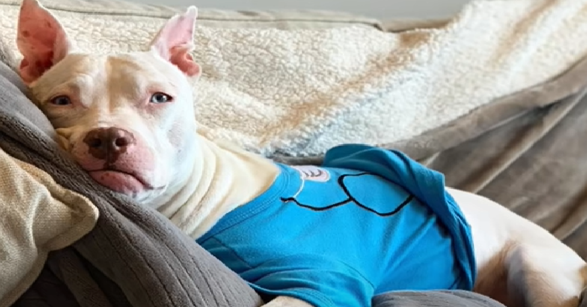 Do People Really Feed Your Dogs Gunpowder