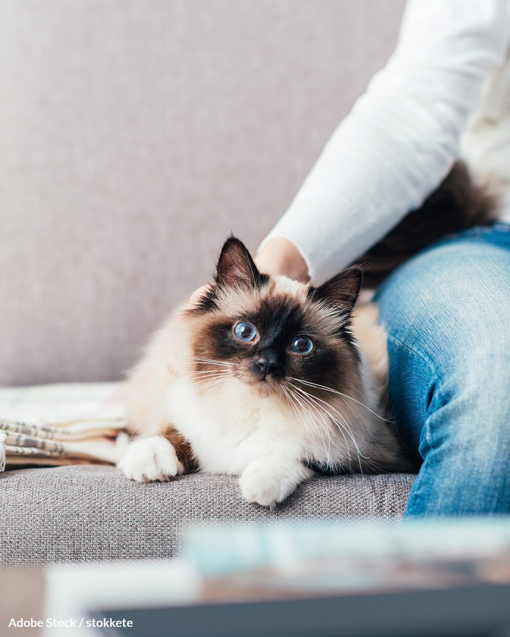 <em>Cat Wars</em> is spreading misleading information.