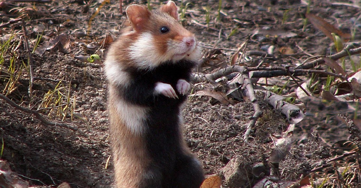 Photographer Offers World's Rarest Wild Hamster A Clover The