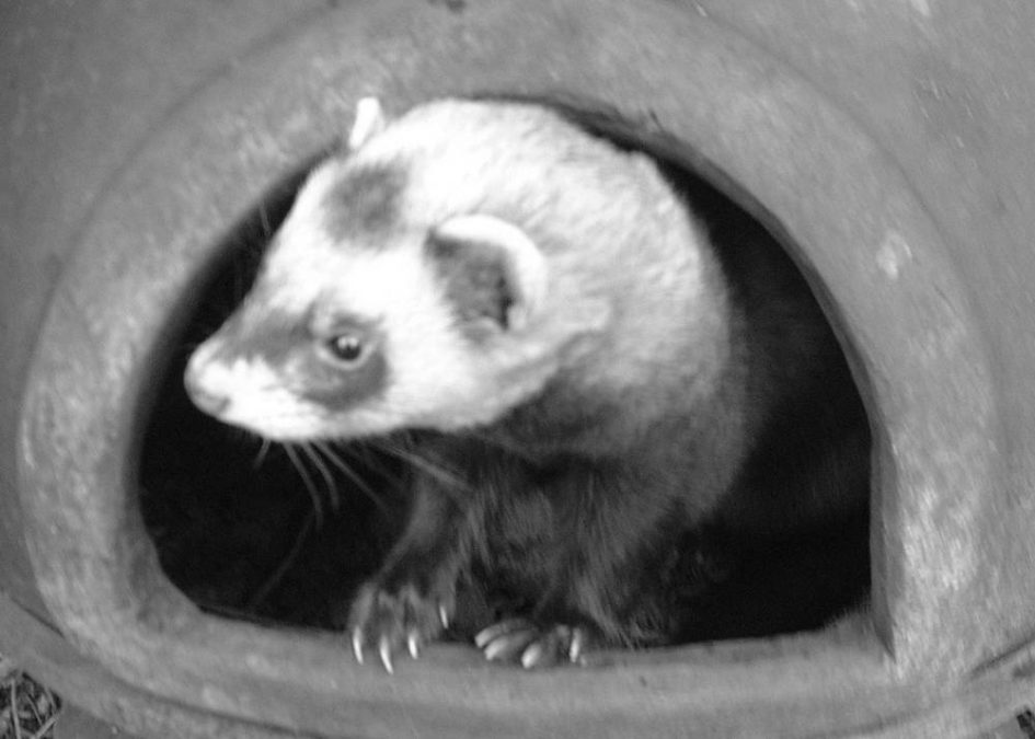 A Stray Ferret in a Woman's Backyard Ultimately Leads Her to Start Her