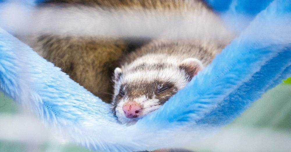 A Stray Ferret in a Woman's Backyard Ultimately Leads Her to Start Her
