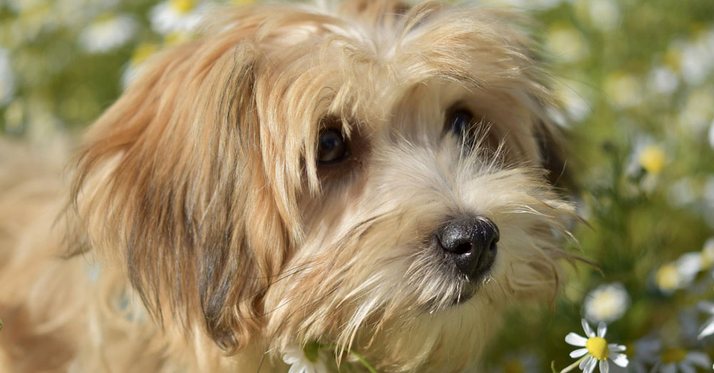 10 Dog Breeds with Separation Anxiety The Animal Rescue Site News