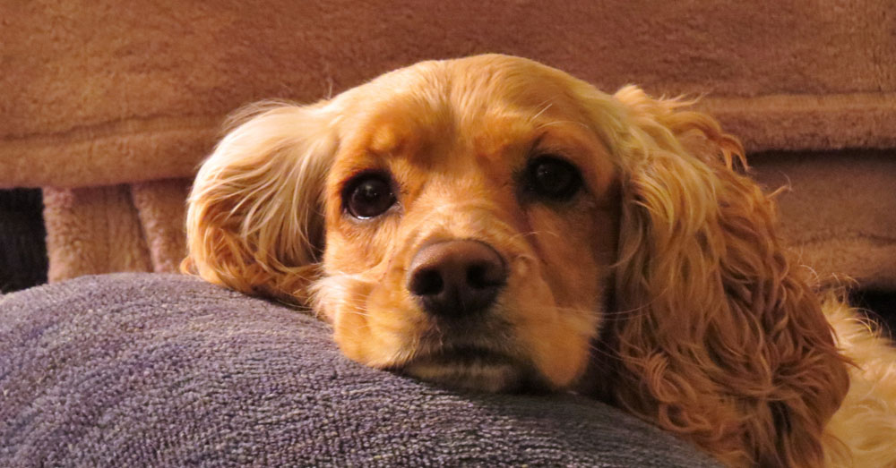 10 Dog Breeds with Separation Anxiety FamilyPet