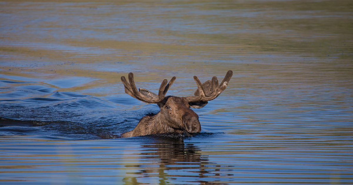 Visitor Shocked To See Wild Moose Dives From A Cliffside Into The Water