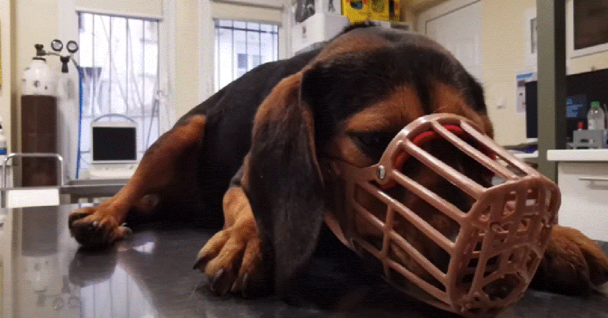 Abused Dog With A Collar Embedded In Her Neck Gets A Second Chance At