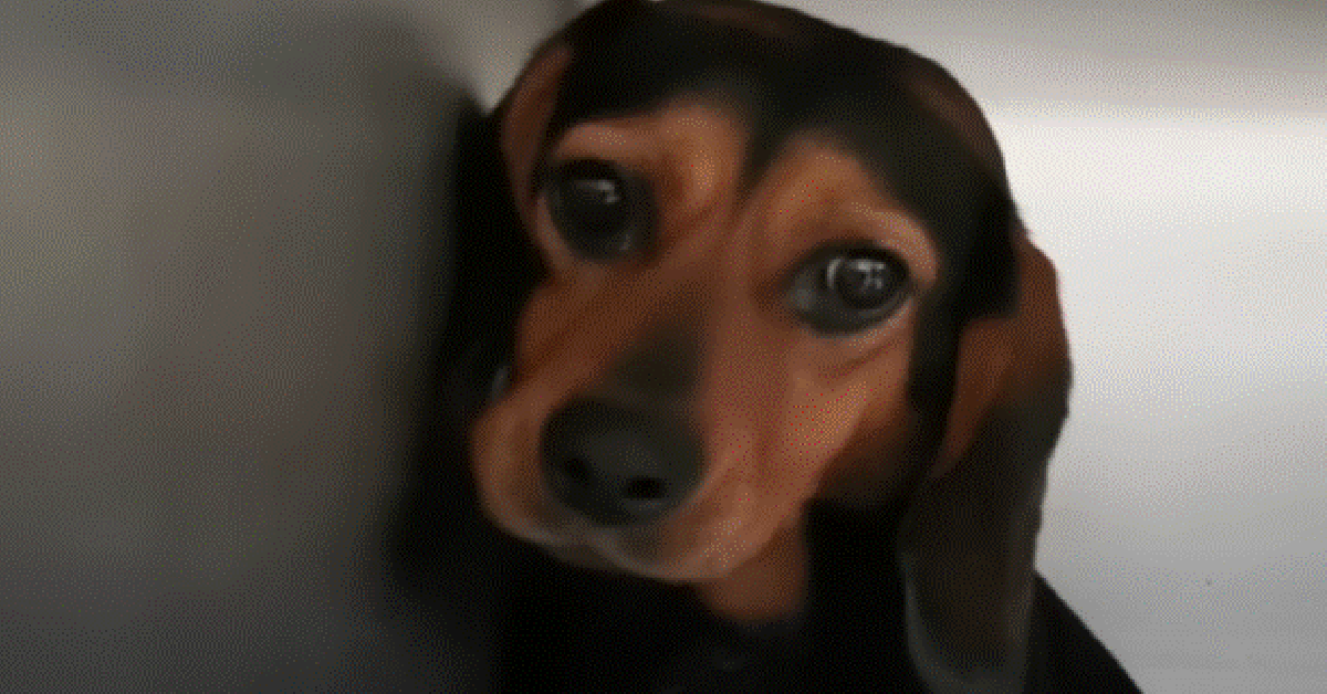 Abused Dog With A Collar Embedded In Her Neck Gets A Second Chance At