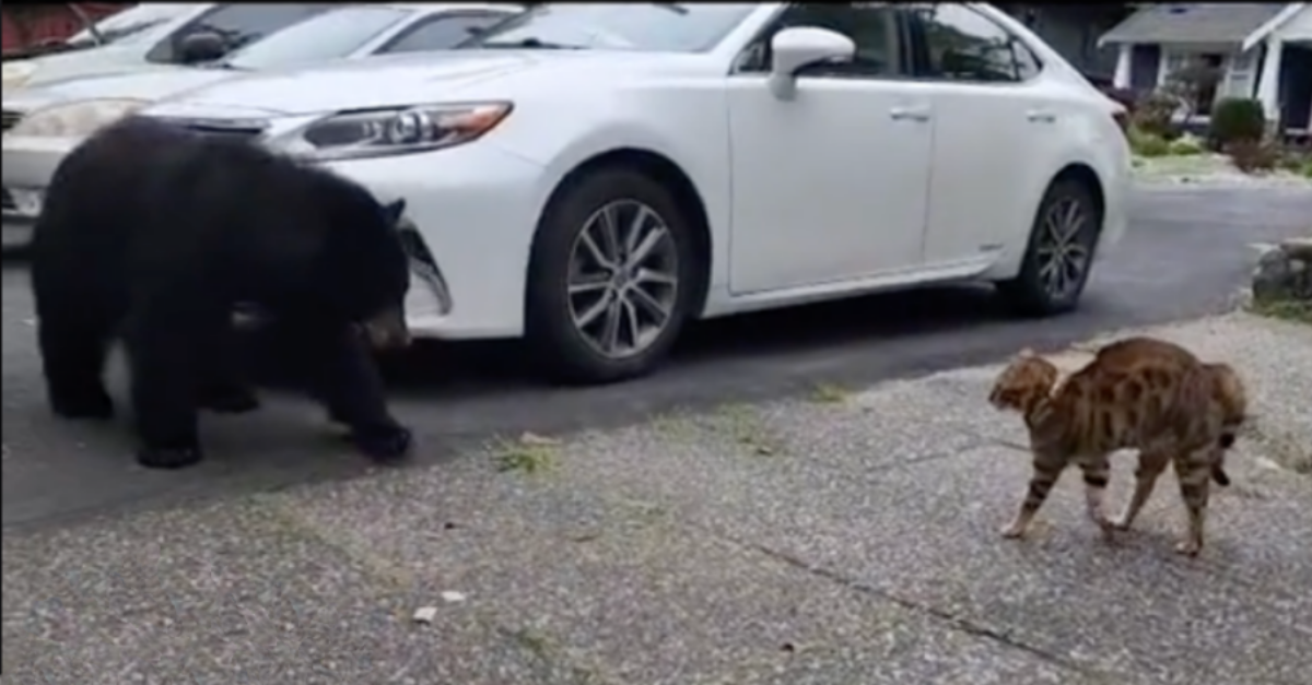 cat 1 - Brave Cat Chases Off Black Bear In Vancouver